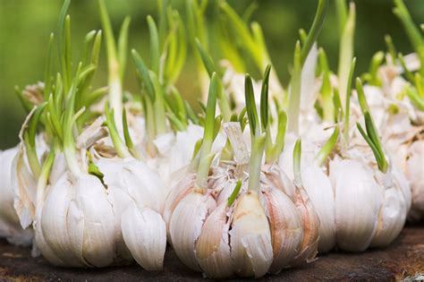 Image result for Sprouting Garlic