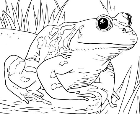 Zoo Animals Coloring Pages - Best Coloring Pages For Kids