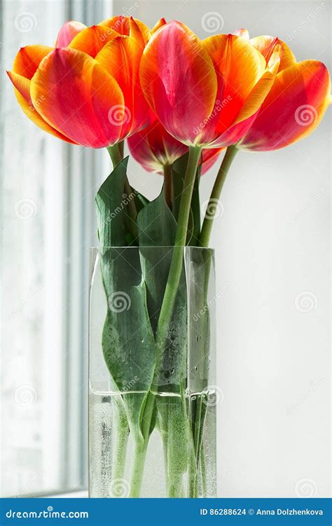 Red Tulips Vase Stock Images - Download 5,996 Royalty Free Photos