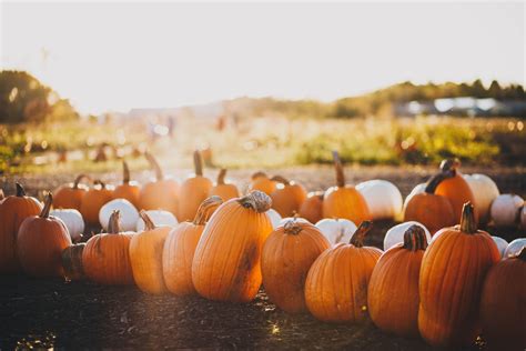 7 Pumpkin Patches to visit this Fall - Begin at Bothell