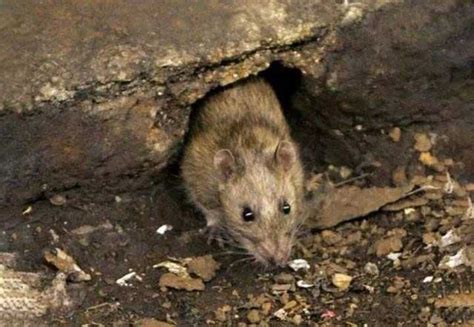 家里老鼠的危害性及如何有效灭鼠 - 知乎