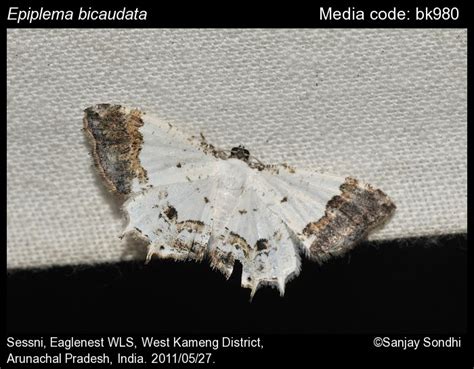 Epiplema bicaudata (Moore, [1868]) - | Moths