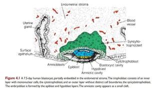 Image result for Second Week of Embryonic Development