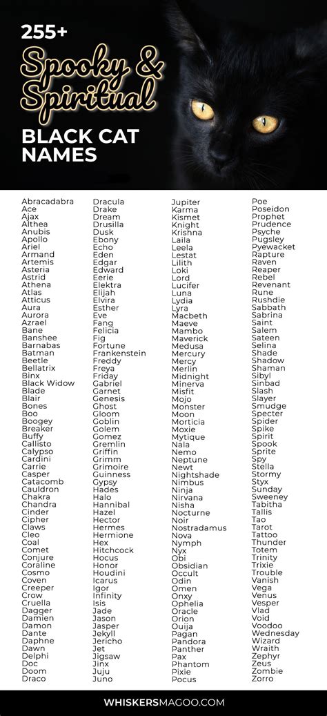 255+ Spooky & Spiritual Black Cat Names