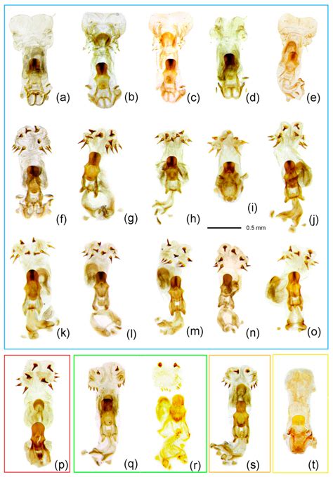 Integrative Taxonomy of the Spinous Assassin Bug Genus Sclomina ...