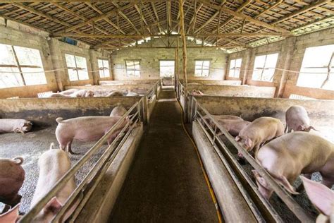 在农村投资一个小型养猪场，要办哪些手续？