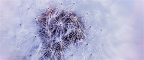 Dandelion White Background