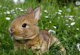 Image result for Bunny Rabbits in Meadow