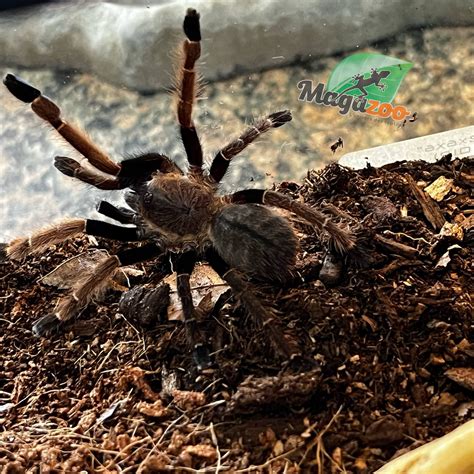 Thai silver grey earth tiger tarantula 1'' /Ornithoctonus costalis ...
