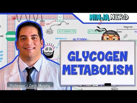 Metabolism - Regulation of Glycogen Metabolism Video Lecture - MCAT