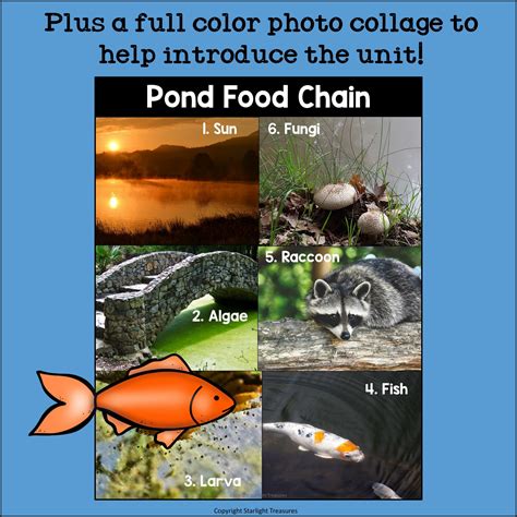 Pond Food Chain