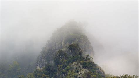 Download wallpaper 1920x1080 mountains, jungle, trees, fog full hd ...