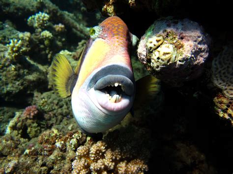 Triggerfish Fish Facts - A-Z Animals