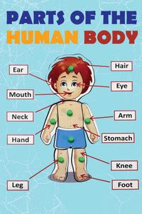 Parts Of Body Sticker Poster For Kids Early Learning|Educational ...