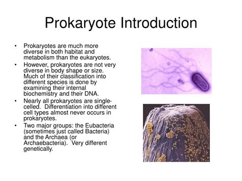 Image result for Course Prokaryotes