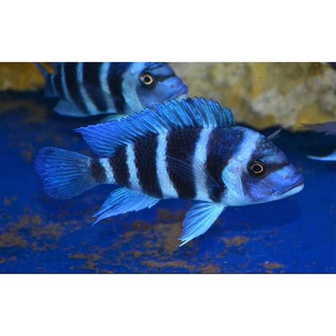 FRONTOSA 1- 2 INCH – Fishykart.in