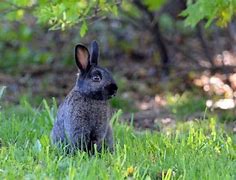 Image result for Bunny Rabbit Poop