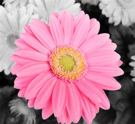 Flower Pink Gerbera Daisy Free Stock Photo - Public Domain Pictures