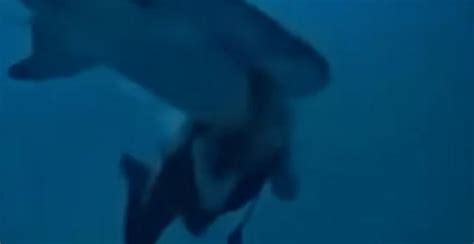 女子潜水被鲨鱼咬伤后遭网暴最新素材