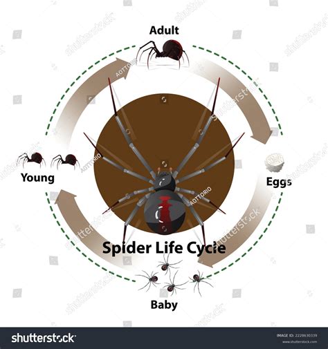 Spider Life Expectancy