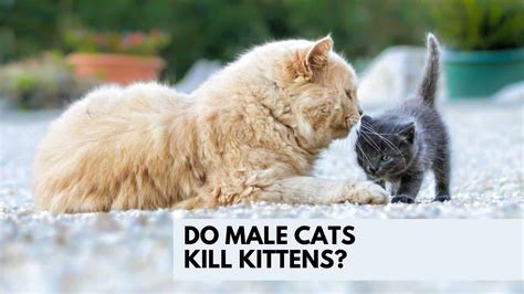 How Much Do Cat Kill