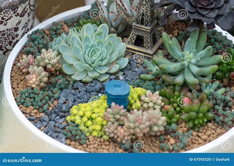 Miniature succulent plants stock photo. Image of ornamental - 67592520