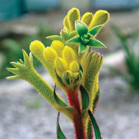 Kangaroo Paws or Cat's Paws | Plants A-Z | The Gardener : The Gardener