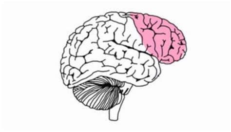 Image result for Brain Prefrontal Cortex