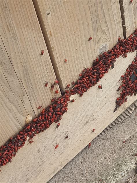 I am seeing a lot of Boxelder Bugs on the shed in my backyard. This is ...