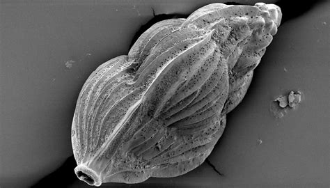 Indian Institute of Science