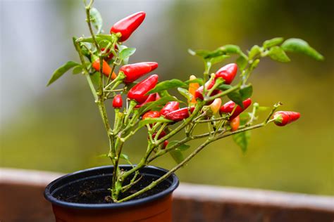 Growing Chillies In Containers? Make Sure To Re-Pot In Stages For A ...