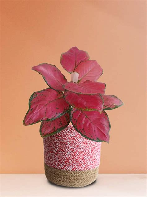 Aglaonema Red Ruby (Medium) – Greenkin