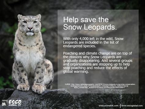 One Of The Best Tips About How To Help Save The Snow Leopard - Petertrade29