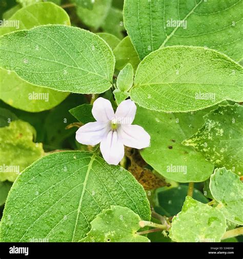 Asystasia Gangetica Alba- Wild shrub purple flower in india with ...