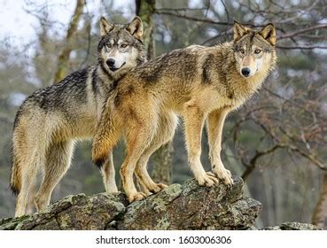 Pack of Wolves 的图像结果