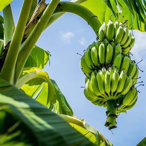 KAU Agri Infotech Portal