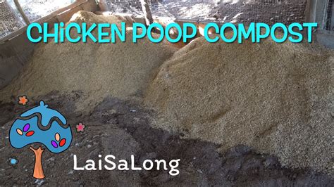 Chicken poop compost : r/composting