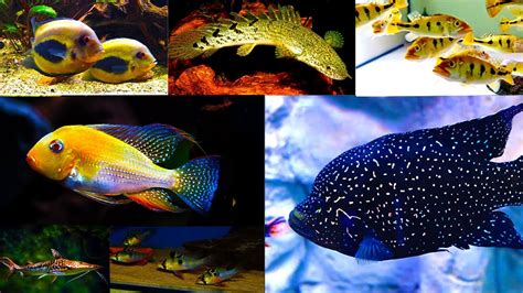 Image result for Discus Fish for Beginners