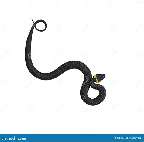 Serpiente De Serpiente Anillada. Natrix Natrix. Aislado En Un Fondo ...