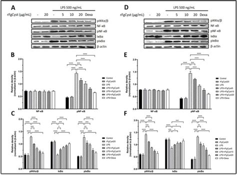 Type I Cystatin Derived from Fasciola gigantica Suppresses Macrophage ...