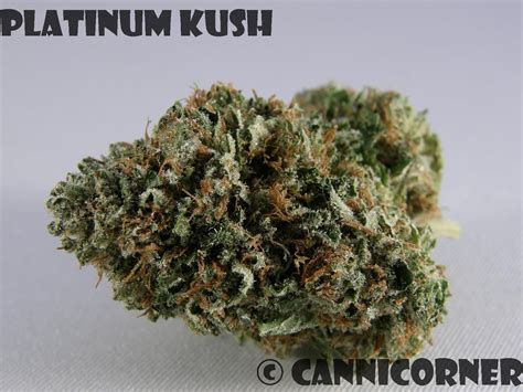 Platinum Bubba Strain