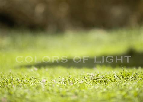 Green Screen Digital Backdrops 的图像结果