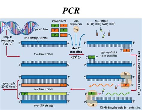 PCR Process 的图像结果