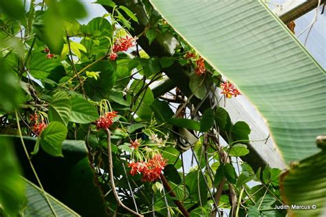 Combretum indicum - אלמון הודי, Chinese Honeysuckle | The Jerusalem ...