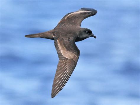 Bulwer's Petrel - eBird