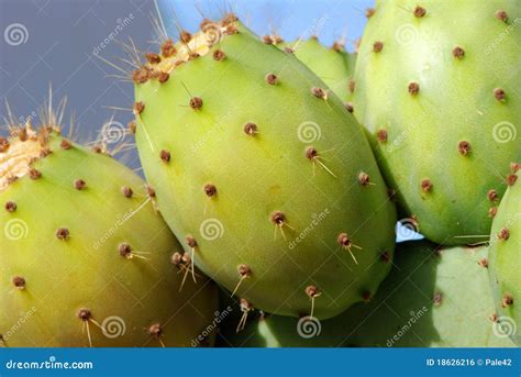 Green prickly pears cactus stock photo. Image of pear - 18626216