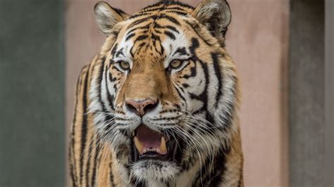 Download wallpaper 1366x768 tiger, fangs, predator, big cat, blur ...