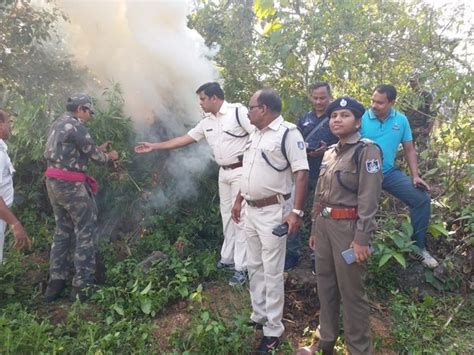 Police destroy over 9 lakh cannabis plants on 462.55 acres of land in ...