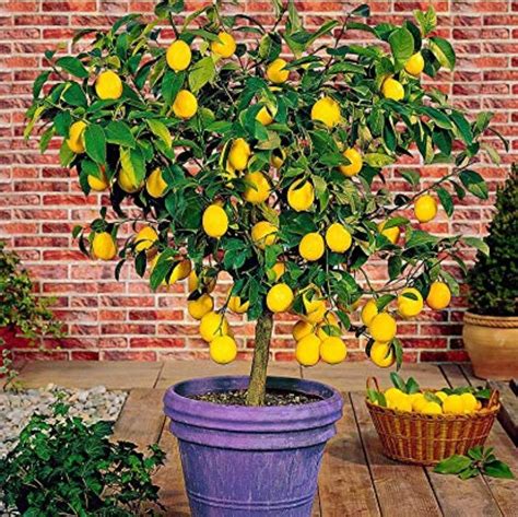 meyer lemon original F1plants – GreenParadiseLive