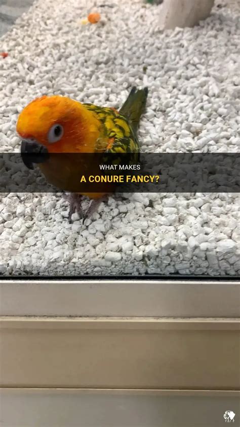 Image result for Fancy Conure